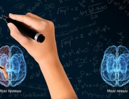 "Левые" среди нас: чем отличается мозг правши и левши