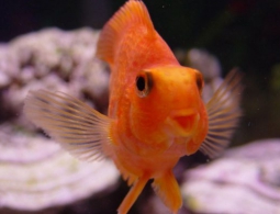 Алкоголь помогает рыбам пережить суровую зиму