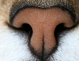 Российские учёные создали «электронный нос»