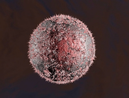 Ученые выяснили, что соединения из морской травы подавляют развитие рака