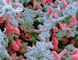 IBM начала исследование человеческого микробиома и его влияния на здоровье