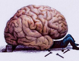 Ученые определили 22 гена, связанных с интеллектом