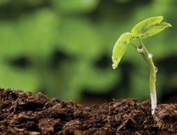 Ученые из Красноярска изобрели искусственную почву