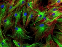 Учёные научились превращать клетки в стволовые с помощью антител