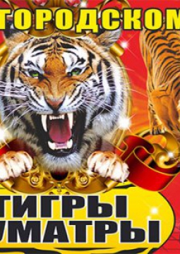 Тайна королевских тигров | Цирк