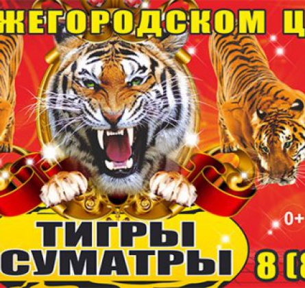 Тайна королевских тигров | Цирк