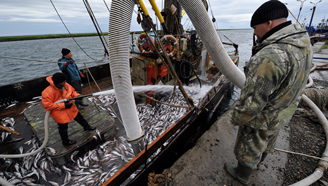 Улов растет вместе с ценами: почему покупать в России рыбу опасно и дорого