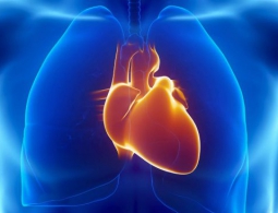 «Заплатки» для сердца будут печатать на 3D-принтере