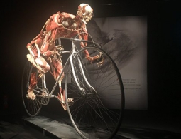 Части тела: приедет ли скандальная выставка Body Worlds в Россию
