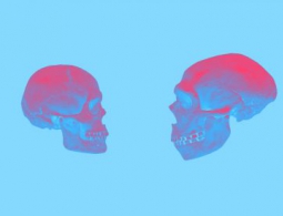 Генетики изучают тайны забытой истории неандертальцев