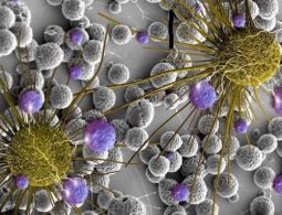 Найден способ «усыплять» раковые клетки