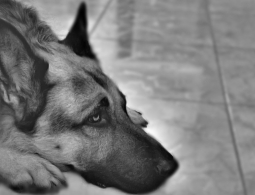 Разработано лекарство от скуки