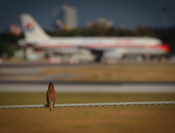 Что происходит, когда птица сталкивается с самолетом?