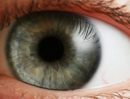 Разработан метод создания живой сетчатки глаза при помощи 3D-печати