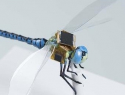 Киборги идут: специалисты из Массачусетса создали киберстрекозу