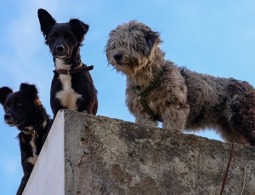 Ученые узнали, какая музыка нравится собакам