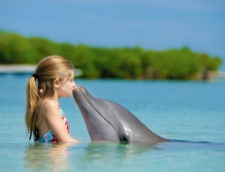 Действительно ли дельфины так умны, как о них говорят?