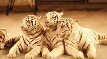 Ёлка в цирке | Шоу белых тигров