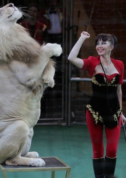 Цирк | Белые львы