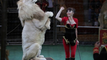 Цирк | Белые львы