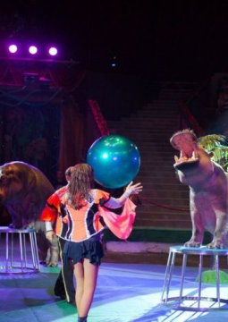 ЦИРК | Гиппопотамус