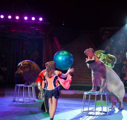 ЦИРК | Гиппопотамус