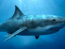 У рыб обнаружены гены, обеспечивающие их устойчивость к раку