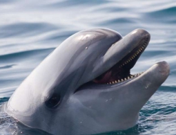 У китов и дельфинов обнаружили «почти человеческие» культуру и общество