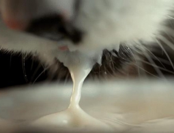 Кто как пьет, или Почему кошки аккуратные