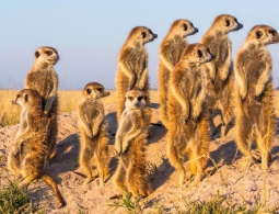 10 гениальных изобретений, которые люди подсмотрели у животных