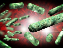 Эксперимент длиною в 30 лет: как учёные наблюдали за эволюцией бактерии