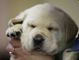 Названы болезни, от которых может защитить домашняя собака