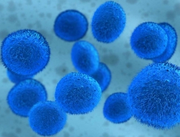 Учёные создали 3D-гель для более эффективного выращивания стволовых клеток