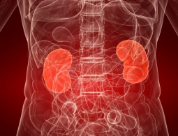 Российские ученые создали искусственную почку нового типа