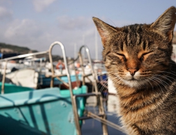 Кошки предотвращают астму у детей, выяснили ученые