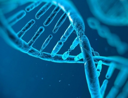 Учёные впервые отредактировали геном непосредственно внутри живого человека