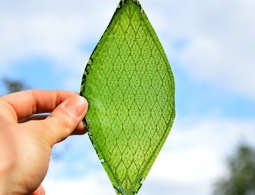 Искусственный фотосинтез: когда мы научимся жить без растений