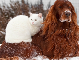 Ученые выяснили, кто умнее — кошки или собаки