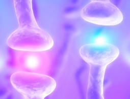 Создан синтетический аналог клеточного рецептора