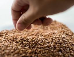 В ДВФУ изобрели композитный материал из шелухи гречихи