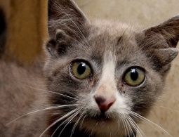 Пушистые мутанты: как природа играет с внешностью домашних питомцев