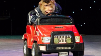 Новогоднее цирковое шоу капитана Врунгеля