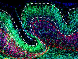 Нейробиологи могут подарить нам вечное блаженство. Но хорошо ли это?