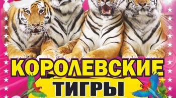 Тайна королевских тигров | Цирк