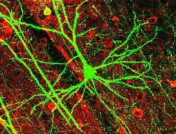Классическое представление о работе нейронов мозга оказалось ошибочным