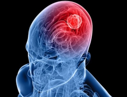 Создан искусственный гематоэнцефалический барьер