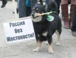 Брянские "Зелёные" возмущены находке мешка с останками собак и грозят митингом