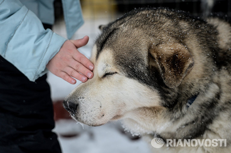На Алтае собака спасла брошенного на морозе ребенка