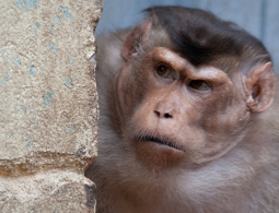 Ученые выяснили, как много обезьян нужно для начала "бунта"