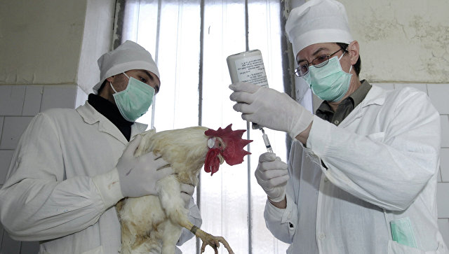 В Пекине впервые выявили случай заражения человека вирусом птичьего гриппа